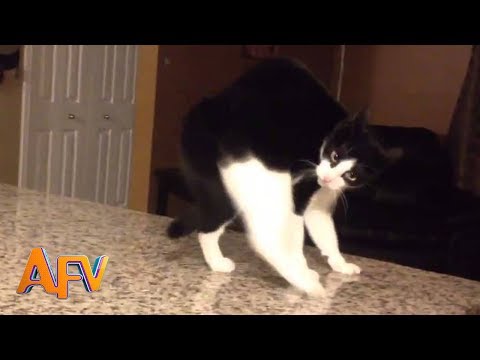101 SUPER Weird Cats | AFV Funniest Cat Videos 2018