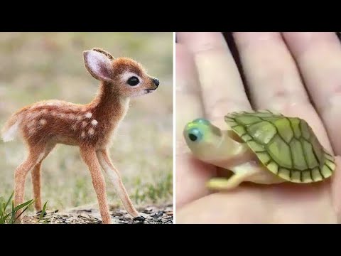 Baby Animals ? Funny Cats and Dogs Videos Compilation (2020) Perros y Gatos Recopilación #27