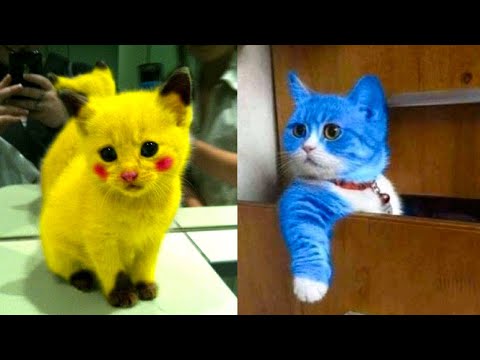 Baby Cats – Cute and Funny Cat Videos Compilation #14 | Aww Animals