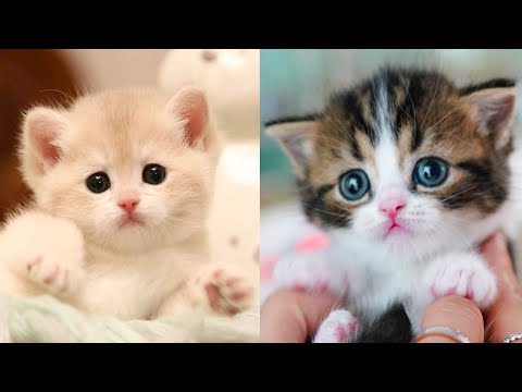 Baby Cats – Cute and Funny Cat Videos Compilation #27 | Aww Animals