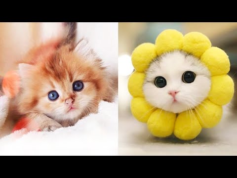 Baby Cats – Cute and Funny Cat Videos Compilation #32 | Aww Animals