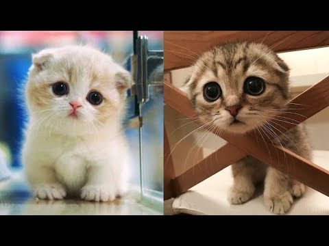 Baby Cats – Cute and Funny Cat Videos Compilation #8 | Aww Animals