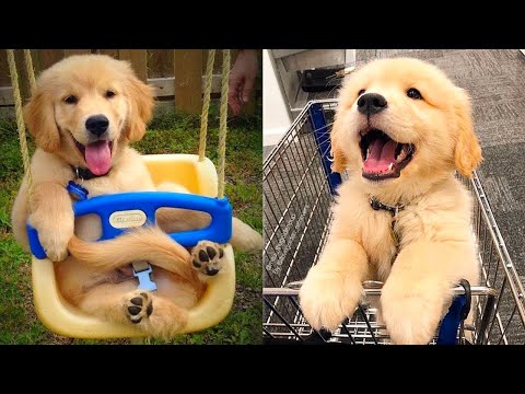 Baby Dogs – Cute and Funny Dog Videos Compilation #20 | Aww Animals