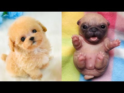 Baby Dogs – Cute and Funny Dog Videos Compilation #24 | Aww Animals