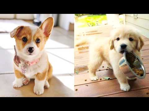 Baby Dogs – Cute and Funny Dog Videos Compilation #25 | Aww Animals