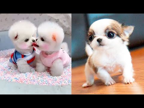 Baby Dogs – Cute and Funny Dog Videos Compilation #3 | Aww Animals