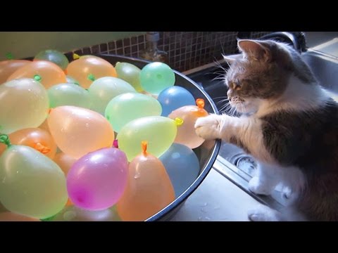 Cats VS Balloons ?? Funny Cats Playing With Balloons [Funny Pets]