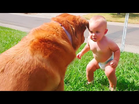 Cute Dogs and Babies are Best Friends – Dogs Babysitting Babies Video