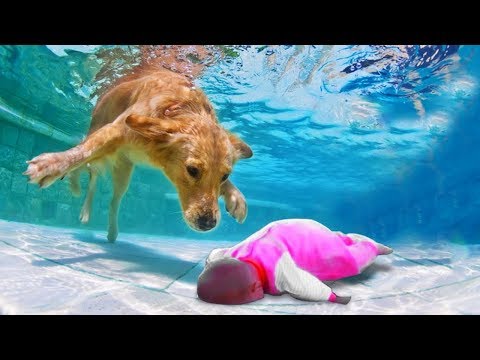 Dog And Baby Take A Swim Very Funny Time | Funny Baby Video