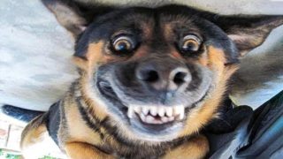 π Funniest πΆ Dogs and π» Cats – Awesome Funny Pet Animals' Life Videos π