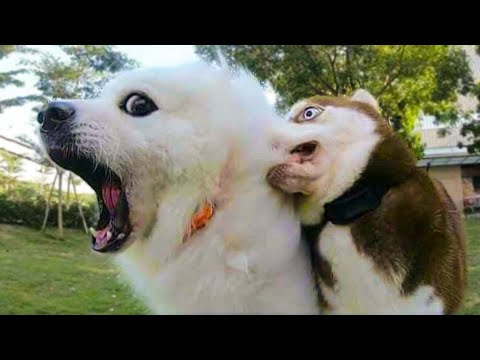 ? Funniest  Dogs ? And Cats ? Videos – ? Try Not To Laugh Pets – Animals From Tik Tok