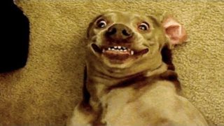 π€£ Funniest πΆ Dogs and π» Cats – Awesome Funny Pet Animals' Life Videos π
