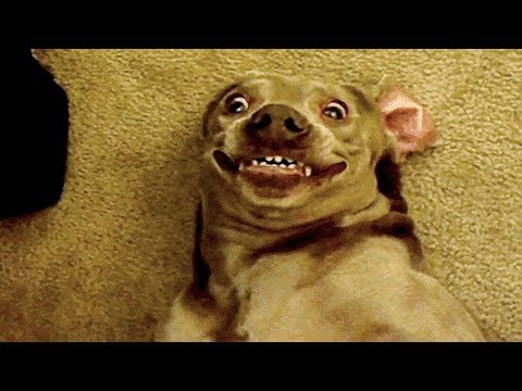 ? Funniest ? Dogs and ? Cats – Awesome Funny Pet Animals' Life Videos ?