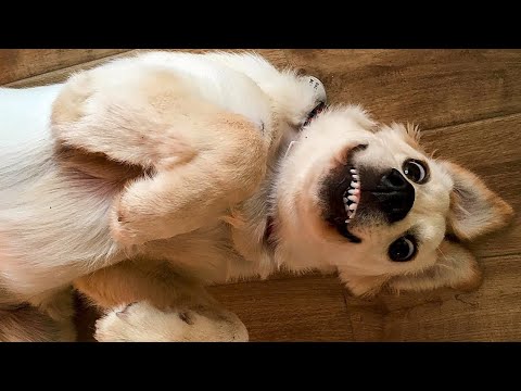 ? Funniest ? Dogs and ? Cats – Awesome Funny Pet Animals Life Videos ?