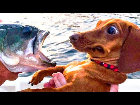 ? Funniest ? Dogs and ? Cats – Awesome Funny Pet Animals Videos ?