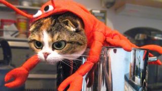 🤣 Funniest 🐶 Dogs And 😻Cats – Try Not To Laugh – Best Of The 2020 Funny Animal Videos