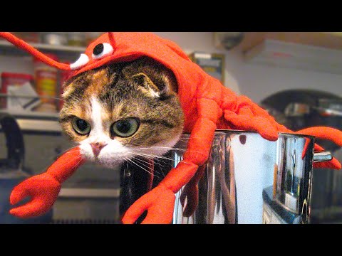 ? Funniest ? Dogs And ?Cats – Try Not To Laugh – Best Of The 2020 Funny Animal Videos