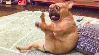 π€£ Funniest πΆ Dogs And π»Cats – Try Not To Laugh – Best Of The Funny Animal Videos