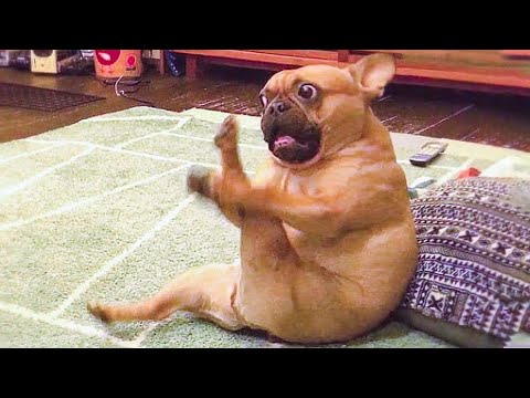 ? Funniest ? Dogs And ?Cats – Try Not To Laugh – Best Of The Funny Animal Videos