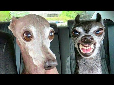 ? Funniest ? Dogs And ?Cats – Try Not To Laugh – Funny Pet Animals' Life ?