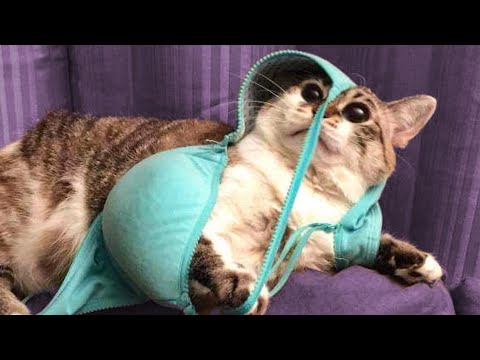? Funniest ?Cats And ? Dogs – Try Not To Laugh – Best Of The Funny Animal Videos