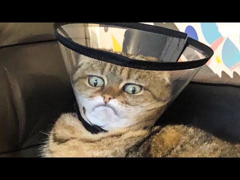 ? Funniest ?Cats And ? Dogs – Try Not To Laugh – Best Of The Funny Animal Videos