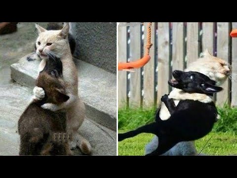 Funniest Dogs And Cats – Try Not To Laugh – Best Of The Funny Animal Videos #8