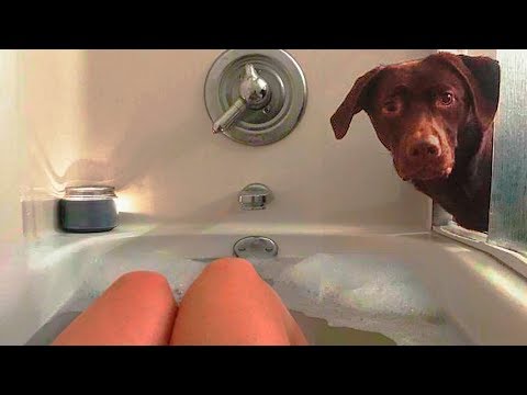 Funniest Dogs ? And Cats ? –  Awesome Fuunny And Cute Animal Videos