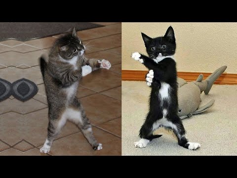 Funny Cats ✪ Cute and Baby Cats Videos Compilation #73