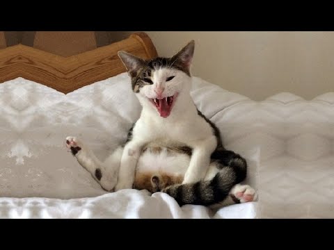 Funny Cats ✪ Cute and Baby Cats Videos Compilation #74