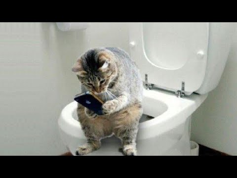 Funny Cats ✪ Cute and Baby Cats Videos Compilation #76