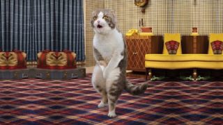 Funny Cats ✪ Cute and Baby Cats Videos Compilation #78