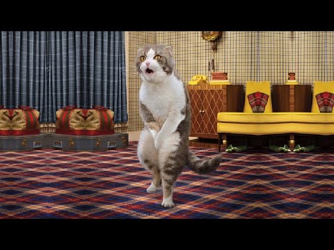 Funny Cats ✪ Cute and Baby Cats Videos Compilation #78