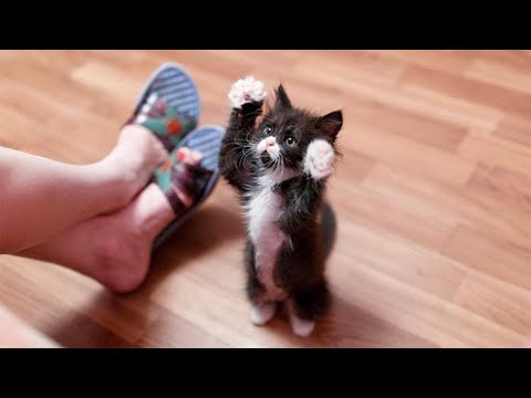 Funny Cats ✪ Cute and Baby Cats Videos Compilation #82