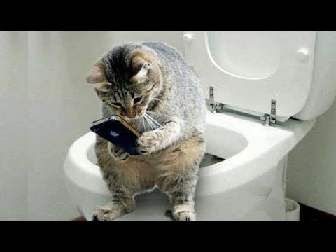 Funny Cats ✪ Cute and Funny Baby Cat Videos Compilation #2