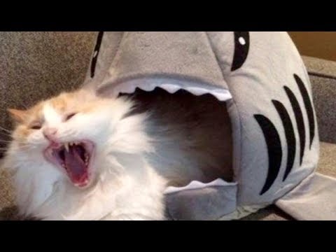 LAUGH SO HARD YOU'LL CRY – Funniest CAT VIDEOS compilation