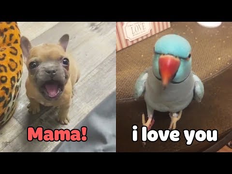 Little Dogs Said "Mama" – Funny Parrots Speaking English | Pets Club Video 2020