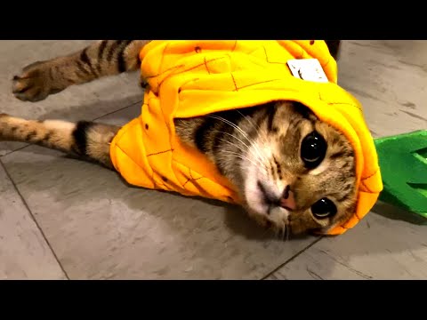 Must Watch Cat Videos! Cute and Funny Cats ?