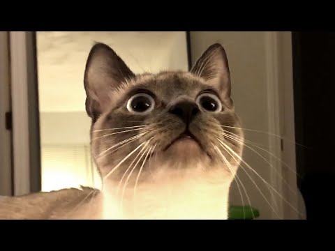 The Best Cute and Funny Cat Videos This Week! ?