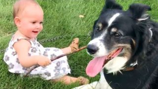 The Best Cute and Funny Dog Videos This Week! πΆ