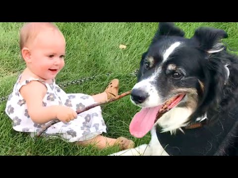 The Best Cute and Funny Dog Videos This Week! ?