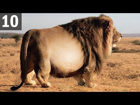 Top 10 FATTEST Wild Animals Ever Seen