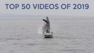 Top 50 Best Viral Videos of 2019