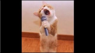 TOP Funny Cat and Dog Dancing and Singing in the World