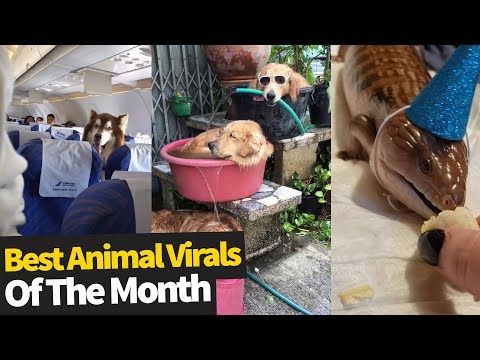 Top Viral Animal Videos – July 2019
