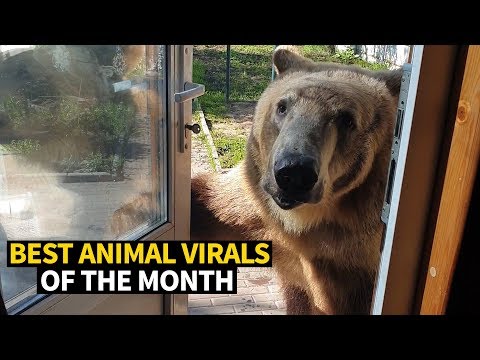 Top Viral Animal Videos – May 2019