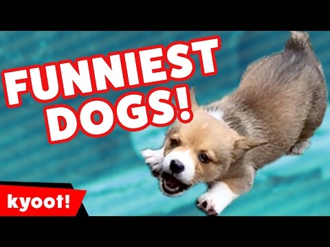 Try Not To Laugh At This Funny Dog VIdeo Compilation of 2016 | Kyoot Animals