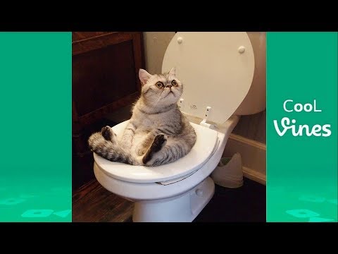 Try Not To Laugh Challenge – Funny Cat & Dog Vines compilation 2017