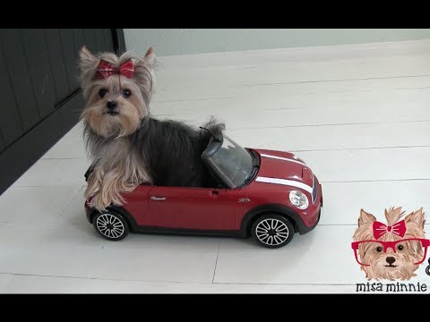 Amazing Cute Dog Tricks